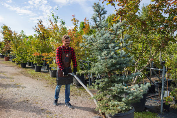 How Our Tree Care Process Works  in  Garden City, SC